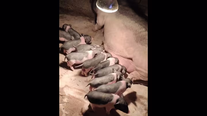 Pigs are eating feed in farm/ animals eating foods show Episode 66