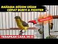 TIPS AGAR SOGON IJOAN CEPAT BUNYI & BERMENTAL FIGHTER❗