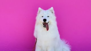 Watch Samoyed Puppy Grow Up  8 Weeks to 1 Year