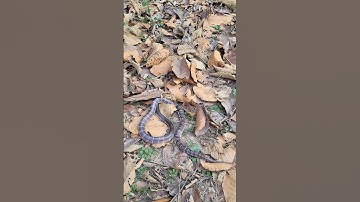 भारत का सबसे खतरनाक सांप।Dangerous venomous snake ।।#snake #wildlife #nature #animals