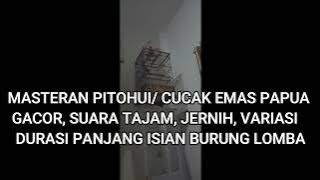 MASTERAN PITOHUI GACOR/ CUCAK EMAS PAPUA GACOR SUARA TAJAM JERNIH VARIASI DURASI PANJANG ISIAN LOMBA