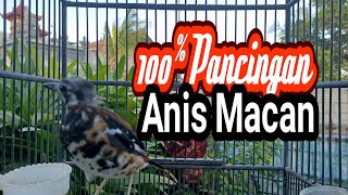 Anis Macan Teler Super Gacor Pancingan Anis Macan Males Bunyi