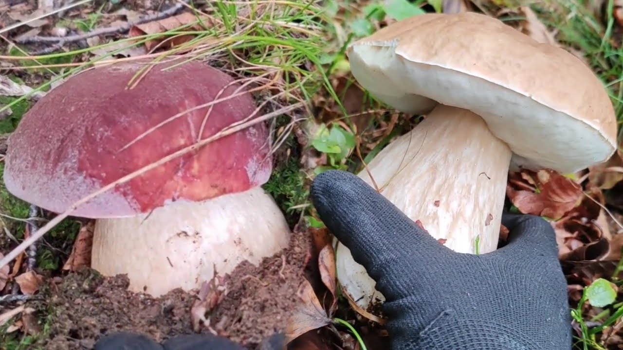 ยัง​ได้เพียบ!! เก็บ​เห็ด​ตาดีเว่อร์(เห็ด​ปี2025).Ep10/2026 