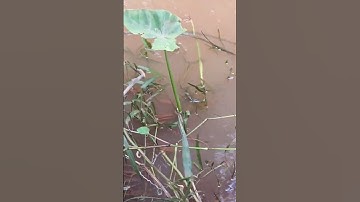 cận cảnh cắm câu suối cá nhịp ngọn cần ,chúng ổ trạch lấu siêu ngon