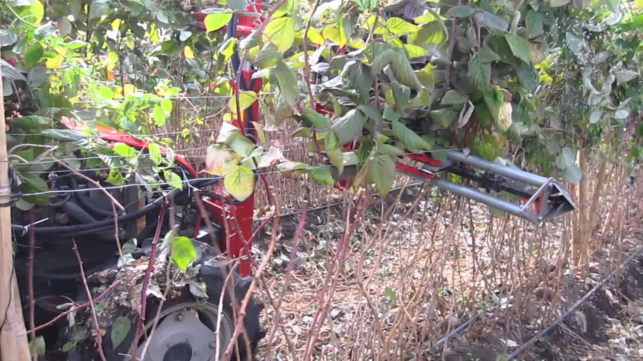 Mechanical Cane Cutting 2 YouTube