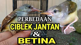 Cara Membedakan CIBLEK JANTAN DAN BETINA !