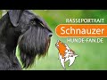 Schnauzer [2019] Rasse, Aussehen & Charakter