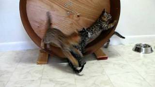 F1 and F2 Savannahs playing on the cat wheel.avi