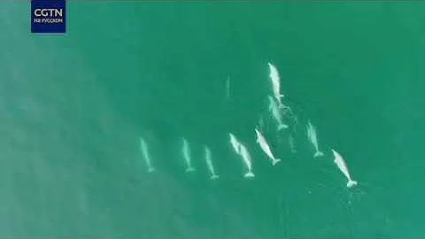 Китайские белые дельфины резвятся в водах Сямыня