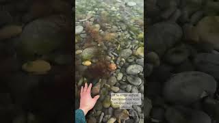 #море #путешествия #лето #отдых #волны #вдохновение #душевныйпокой #youtubeshorts #sea #relaxing