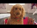 Welcoming Waffle | Waffle the Wonderdog | Live Action Videos for Kids | WildBrain Zigzag