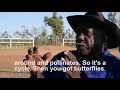 The dire state of native bees in northern Australia: Seven Emu Station