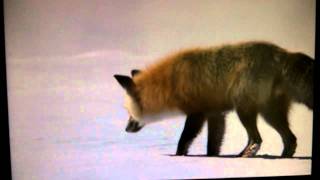 A Red Fox In Yellowstone