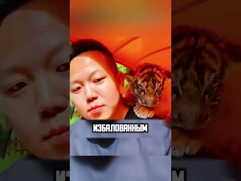 ТИГРЁНКА ВОСПИТАЛ ГУСЬ🙏🥰