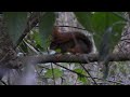 Sciurus ignitus / Ardilla roja de las yungas / Bolivian Squirrel