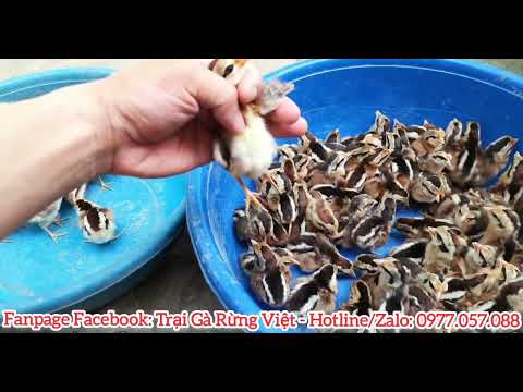 Video 100 Gà Rừng Con Nở Đồng Loạt Như Kiến - youtube