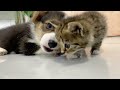 Corgi Puppy vs Kitten — Who Gets the Snack?! 🍖😂 | Paws &amp; Meows
