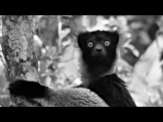 Sir David Attenborough (1961) Best Of Zoo Quest To Madagascar | BBC Earth