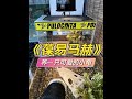 很久之前就喜欢上了一只小龟，呆萌可爱，今天它来了 #龟龟🐢 #水族 #乌龟 #龟缸