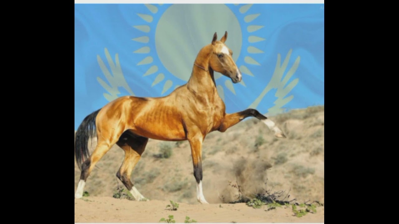 Қанай сыншы (аңыз)
Qanai sinshi #қанайсыншы
#qanaisinshi