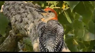 Decorah Eagles- Visitors To The Nest And Y Branch