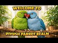 Piyush's Parrot Realm is live