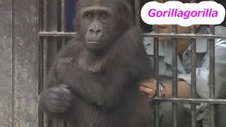 When Gentarou was 3 years old  Gorilla family [Kyoto City Zoo]