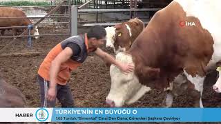 1.65 Tonluk Simental Cinsi Dev Dana, Görenleri Şaşkına Çeviriyor