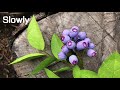 ABC TV | How To Make Blueberries Branch Paper (Slowly) - Craft Tutorial