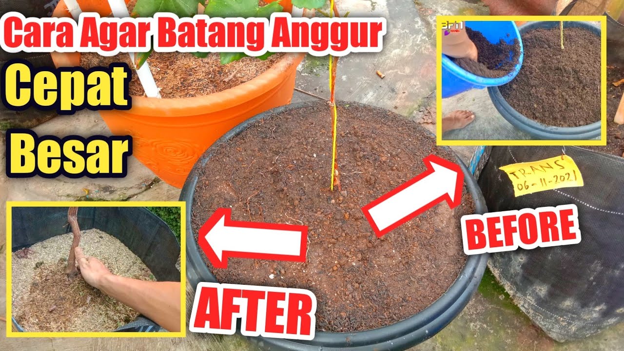 Cara agar batang anggur cepat besar⁉️Tambah Perakarannya‼️🍇🍇