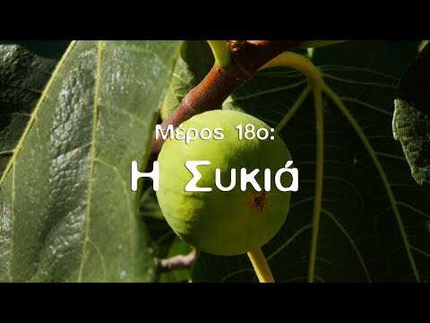 Βίντεο: Πληροφορίες Juglone Pecan Tree: Είναι τα δέντρα πεκάν τοξικά για άλλα φυτά