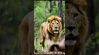 Tragic Moment Lion Blown Up By A Hidden Landmine