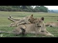 20 Lions - Chobe National Park - Botswana - 2018 - 4K