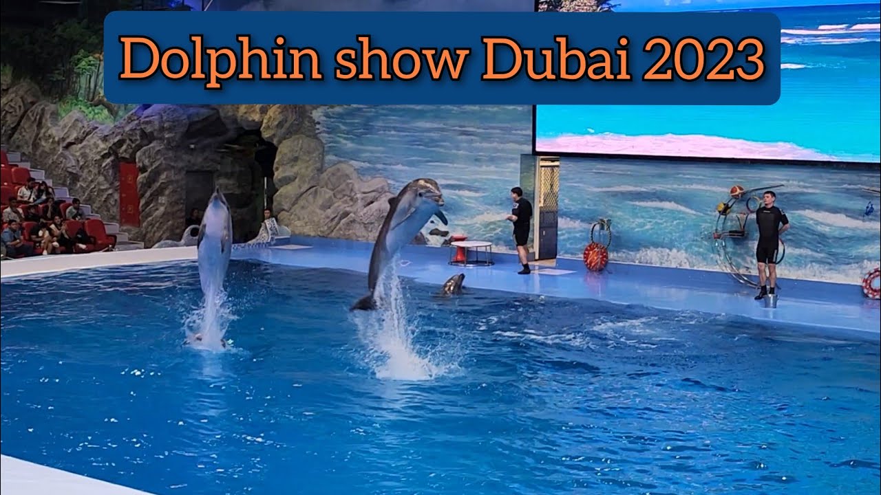 Dolphin Show in Dubai 🐬 || Dolphinarium Dubai || Ticket Price & Reviews