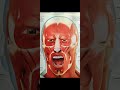 Human Face Muscle 4D View