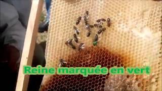 Stage de formation élevage des reines d'abeilles partie 1 تكوين في تربية ملكات النحل