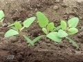 LABORES CULTURALES EN EL CULTIVO DE LA QUINUA