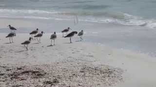 Willet and Sanderlings foraging at Lovers Key Beach