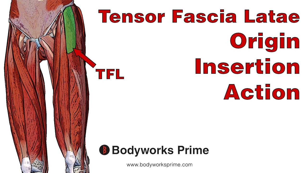 Tensor Fasciae Latae (TFL) Muscle Anatomy - Bodyworks Prime