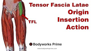 Tensor Fasciae Latae (TFL) Anatomy: Origin, Insertion & Action