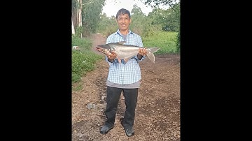 Câu cá sông Sài Gòn | cá tra 4kg | cá tra khủng cầu bà hồng