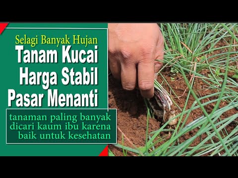 Video: Yang Tumbuh Di Dekat Kucai: Pelajari Tentang Tanaman Pendamping yang Baik Untuk Kucai