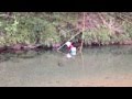 川内川のテナガエビ（奄美市住用町川内）2012年9月14日