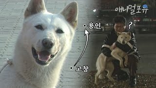 용인에서 고창까지 잡혀간 진돗개.. 150일만에 스스로 주인에게 돌아오다?! | KBS 특종사건파일 010516 방송