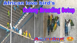 Colony Breeding Setup:15 Pair African Love Birds Colony Breeding Setup:🐦🐦🐦 Saravana Sri bird's farm: