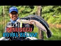 MEMBURU PENUNGGU ROYAL BELUM