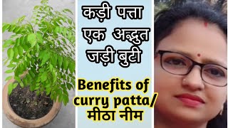 कड़ी पत्ते/मीठा नीम के शक्तिशाली,अद्भुत लाभ// Benefits of Curry Patte/ Medicinal value of Curry patta