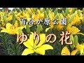 札幌　百合が原公園のユリの花   Lilies of Sapporo Yurigahara Park