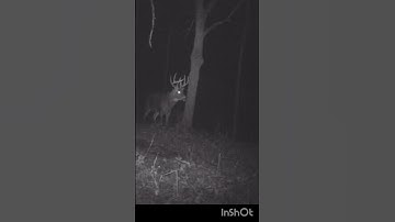 rutting buck at a scrape #deer #wildlife #bowhunting