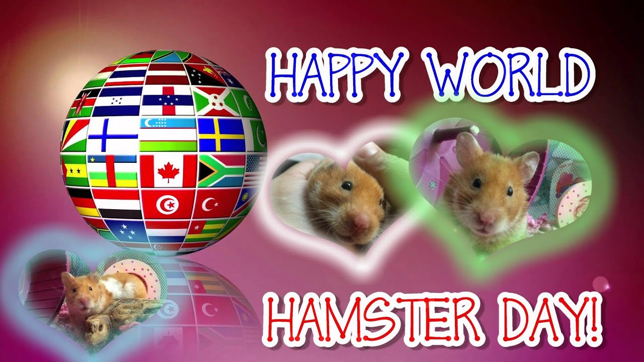 Celebrating World Hamster Day with Marmalade! 2015 YouTube
